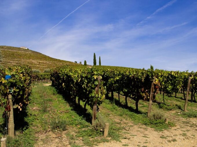 Douro Valley: Private Tour 2 Vineyards & River Cruise - Savor the Traditional Lunch