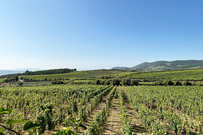 Douro Valley Private Tour Lunch Wine Tastings and River Cruise - Great Food and Wine