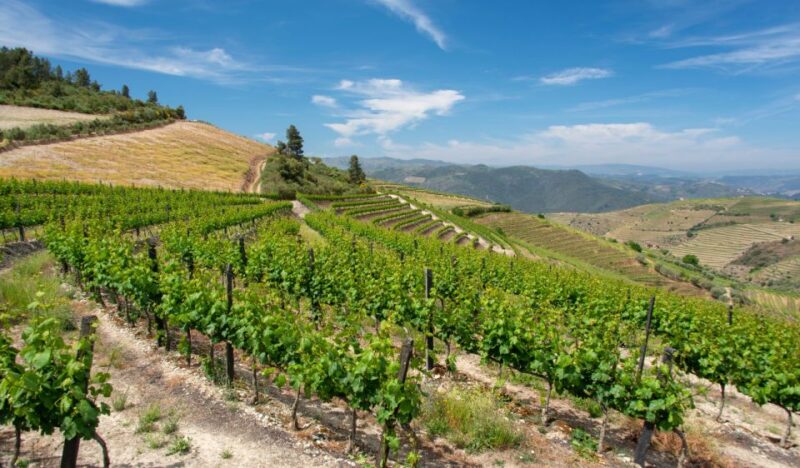 Douro Valley Private Tour With 2 Wine Tastings - Key Points