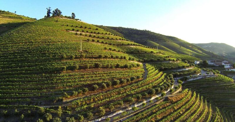 Douro Valley: Quinta De S. Luiz Winery Tour and Tasting - Tour Logistics