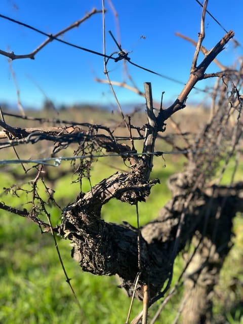 Douro Valley Tour - Wine Estate Visit
