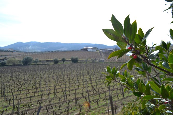 Douro Valley Tour: 2 Vineyard Visits, River Cruise, Winery Lunch - Cancellation Policy and Rescheduling