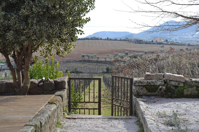 Douro Valley Tour: 2 Vineyard Visits, River Cruise, Winery Lunch - Group Size and Additional Information