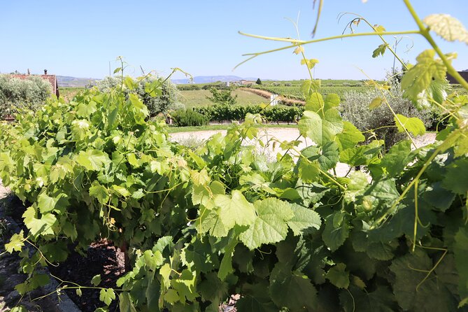 Douro Valley Tour: 3 Wineries, 9 Wine Tastings and Lunch - Additional Information