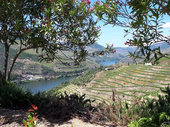 Douro Valley Tour (wine & Food) - Delicious Lunch Included