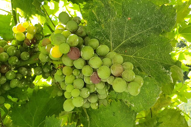 Douro Valley Tour With Train and Vinho Verde - A Journey by Train and Boat
