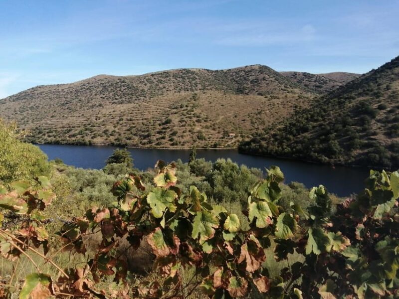 Douro Valley Wine Tour With Traditional Lunch - Pricing and Cancellation