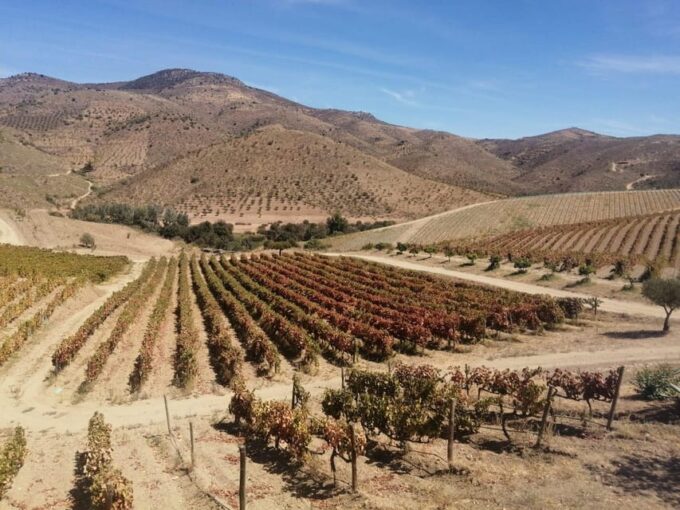 Douro Valley Wine Tour With Traditional Lunch - Live Tour Guide