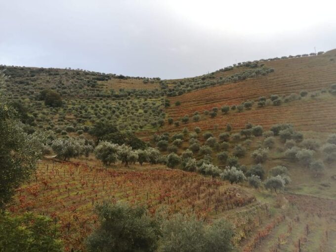 Douro Valley Wine Tour With Traditional Lunch - Frequently Asked Questions