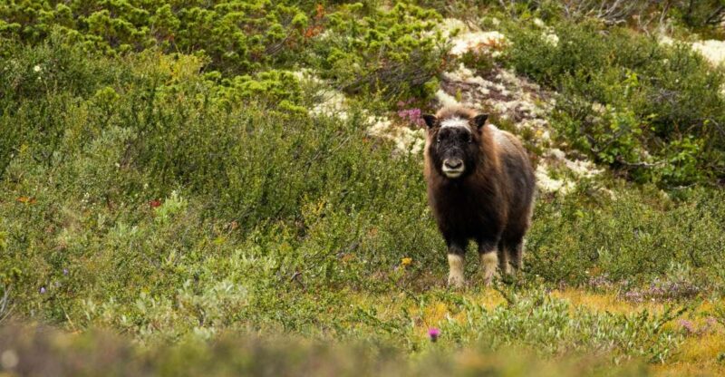 Dovrefjell National Park: Hiking Tour and Musk Ox Safari - Booking Details