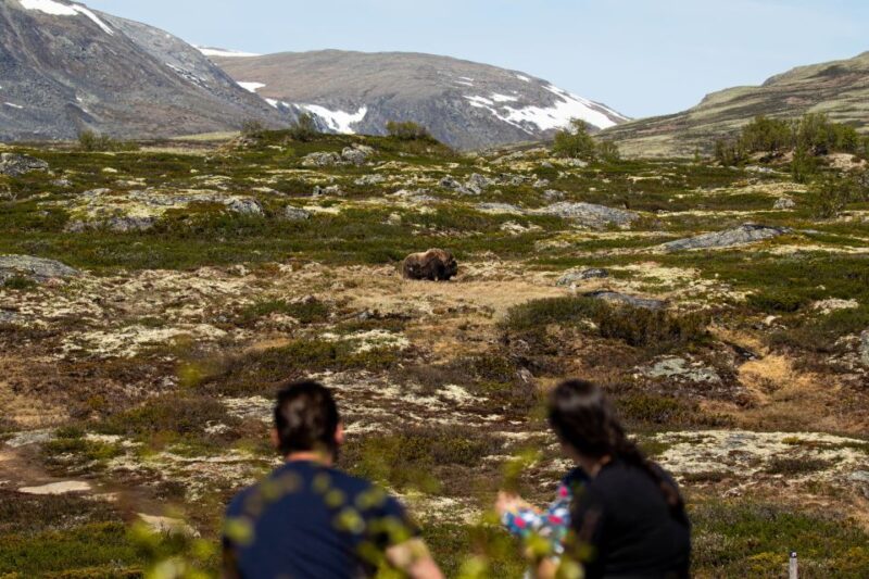 Dovrefjell National Park: Hiking Tour and Musk Ox Safari - Exploration Experience