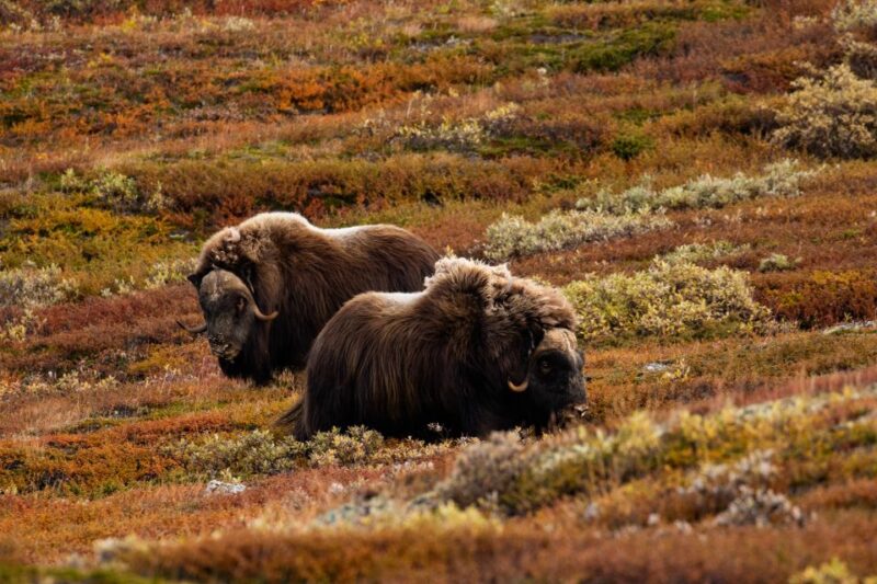 Dovrefjell National Park: Hiking Tour and Musk Ox Safari - Itinerary and Meeting