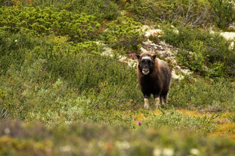 Dovrefjell National Park: Hiking Tour and Musk Ox Safari - Safety Precautions