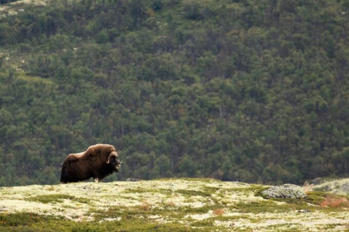 Dovrefjell National Park: Hiking Tour and Musk Ox Safari - Ratings and Reviews