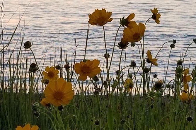 Down Island Tour With One Hour in Edgartown - Customer Reviews and Feedback