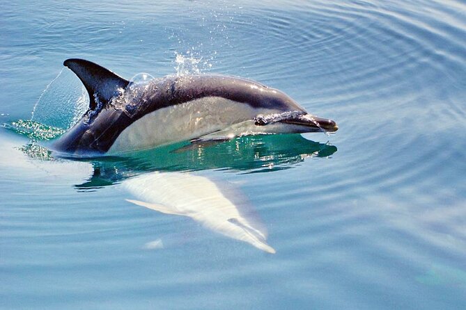 Dreamer Cave and Dolphins Boat Tour Ticket Albufeira - Meeting Point and Hours