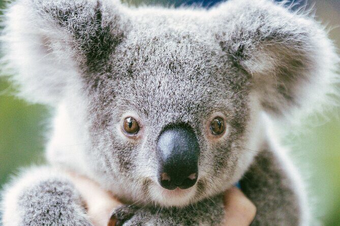Dreamworld Gold Coast 1-Day Pass Thrills & Wildlife Encounters - FAQ