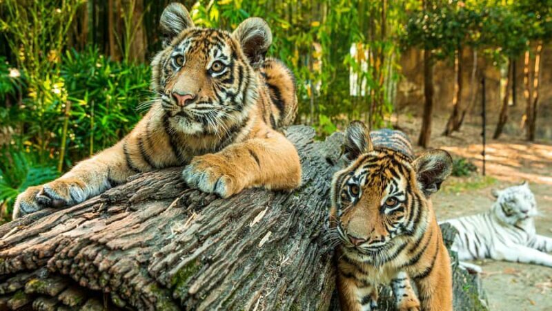 Dreamworld, WhiteWater World & SkyPoint 3-Day Ticket - Breaking Down the Itinerary