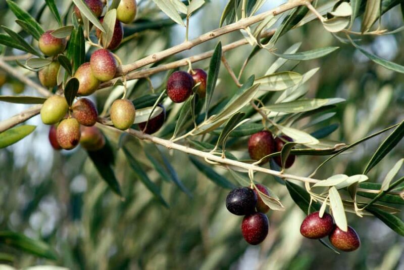 Dripping Springs: Olive Oil and Balsamic Vinegar Tasting - Key Points
