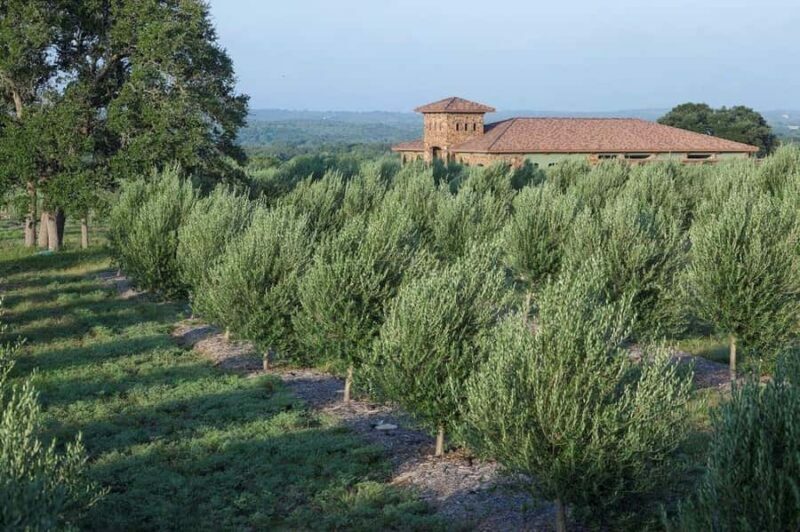 Dripping Springs: Olive Oil and Balsamic Vinegar Tasting - Who Will Love This Tour?
