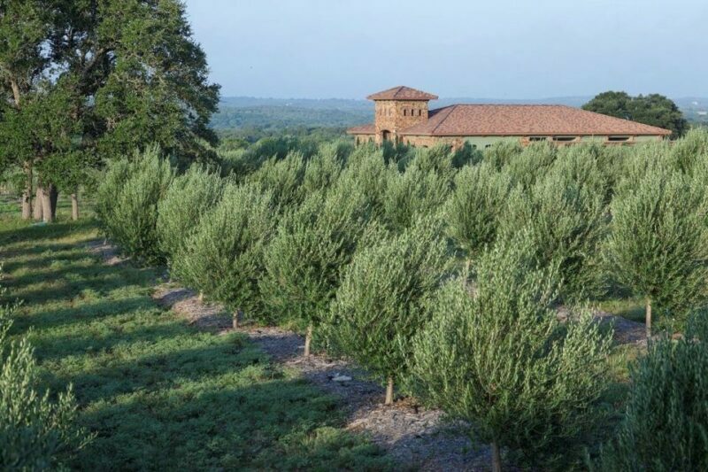 Dripping Springs: Olive Oil and Balsamic Vinegar Tasting - The Sum Up