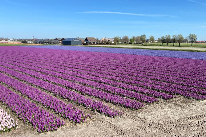 Drive It Yourself Electric Tulip and Flower Fields GPS Audio Tour - GPS Navigation and Audio Commentary