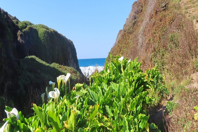 Driving the California Coast: A Self-Guided Audio Tour - Pricing and Customer Reviews