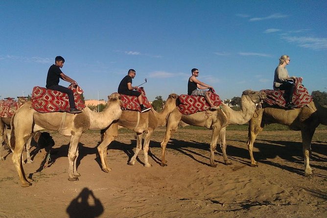 Dromedary Safari: 2 Hours - Group Size and Pricing