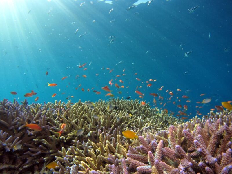 DSD Discover Scuba Diving for a Beginner Or Certified - Key Points