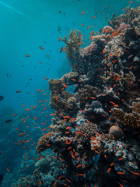 DSD Discover Scuba Diving for a Beginner Or Certified - Safety and Guidance by Experts