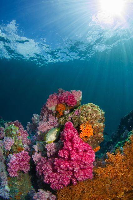 DSD Discover Scuba Diving for a Beginner Or Certified - Diverse Dive Sites and Inclusions