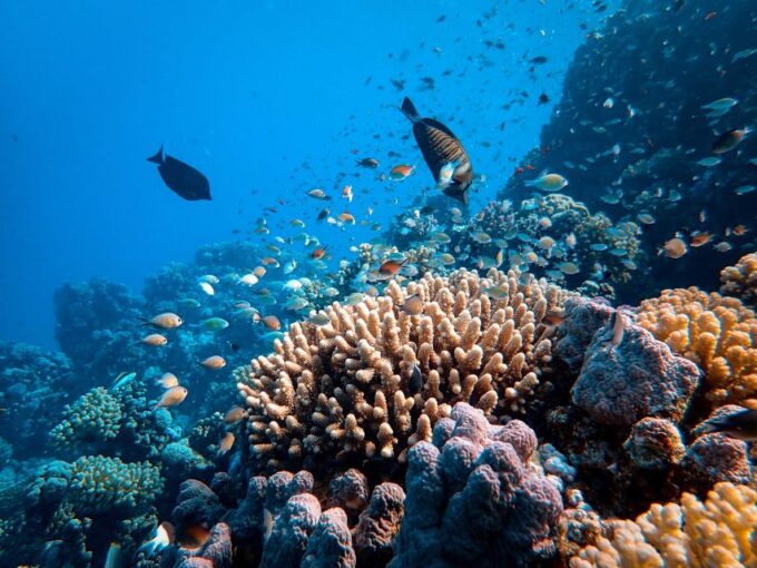 DSD Discover Scuba Diving for a Beginner Or Certified - Frequently Asked Questions