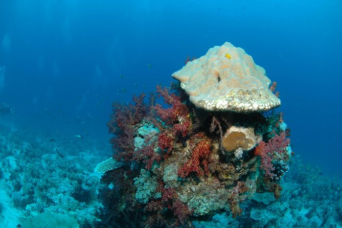 DSD Discover Scuba Diving (Min Age 10 Years) - Customer Reviews