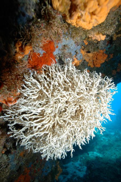 DSD | Guided Scuba Diving Experience in Paros - Getting There