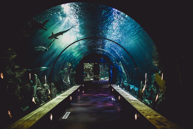 Dubai Aquarium and Underwater Zoo Admission Ticket With Options - Additional Information
