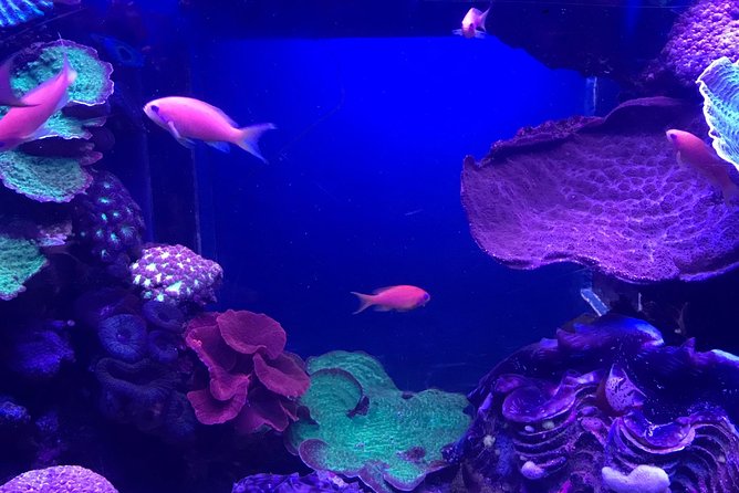 Dubai Aquarium and Underwater Zoo Admission Ticket With Options - Pricing