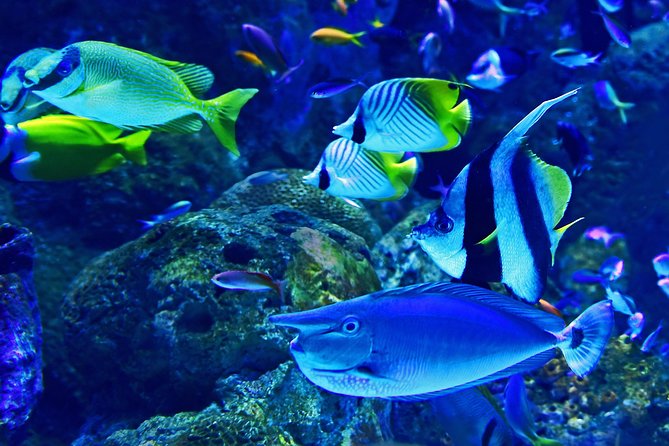 Dubai Aquarium and Underwater Zoo Admission Ticket With Options - Aquarium Tunnel