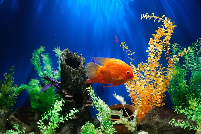 Dubai Aquarium and Underwater Zoo Admission Ticket With Options - Variety of Exotic Species