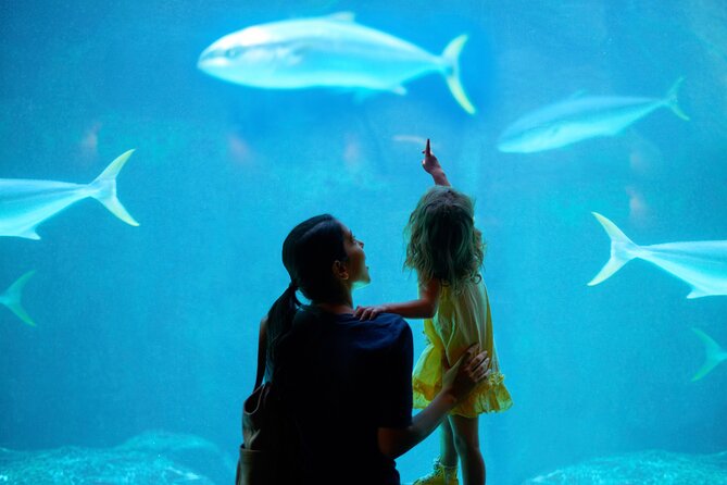 Dubai Aquarium and Underwater Zoo - Admission Details and Benefits