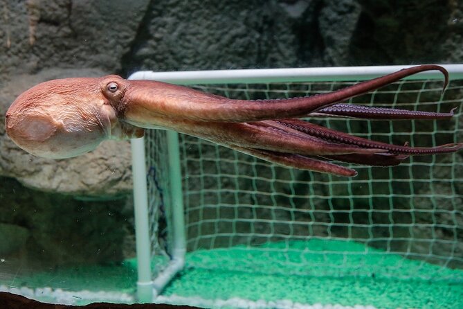 Dubai Aquarium and Underwater Zoo - Visitor Feedback and Ratings