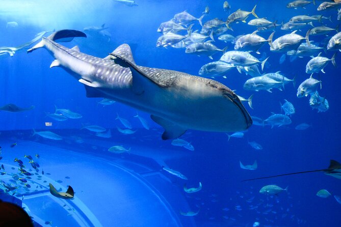 Dubai Aquarium and Underwater Zoo - Unique Marine Life Experiences