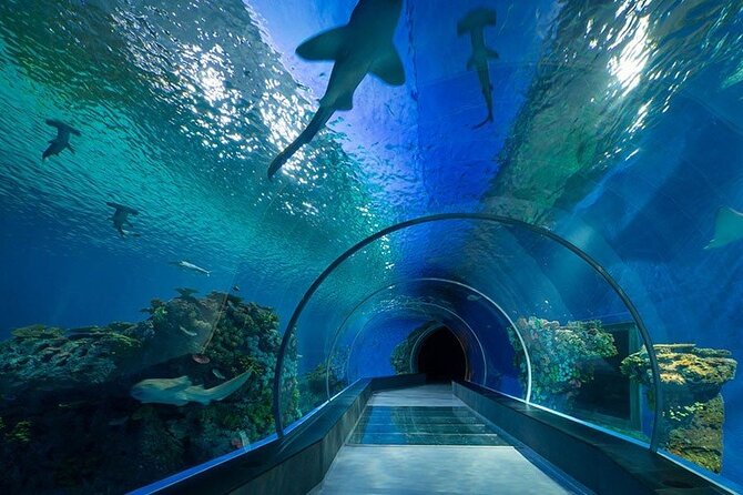 Dubai Aquarium and Underwater Zoo - Visiting During Peak Seasons