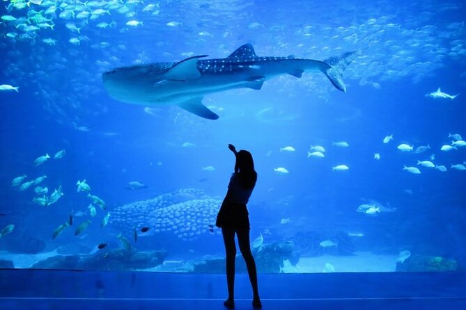 Dubai Aquarium And Underwater Zoo Tickets At Dubai Mall - Operating Hours and Availability