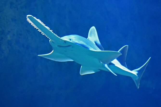 Dubai Aquarium And Underwater Zoo Tickets At Dubai Mall - Accessibility and Suitability