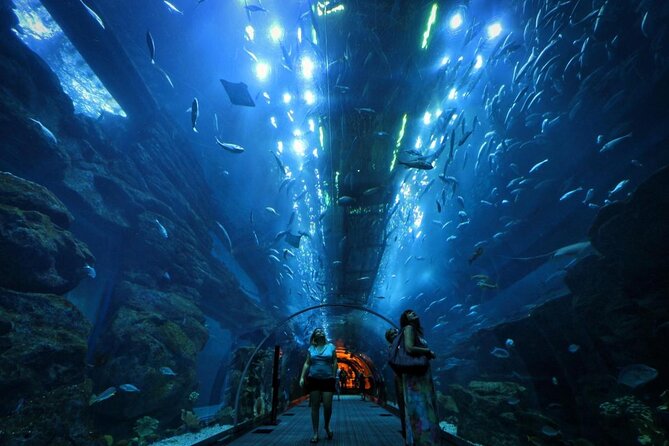 Dubai Aquarium and Underwater Zoo With Penguin Cove - Key Points