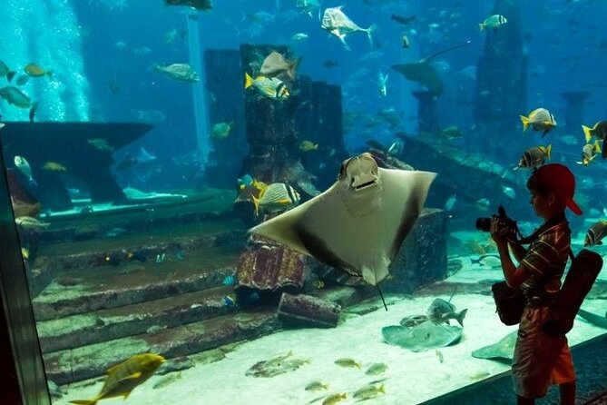 Dubai Aquarium and Underwater Zoo With Penguin Cove Tickets. - Penguin Cove Access