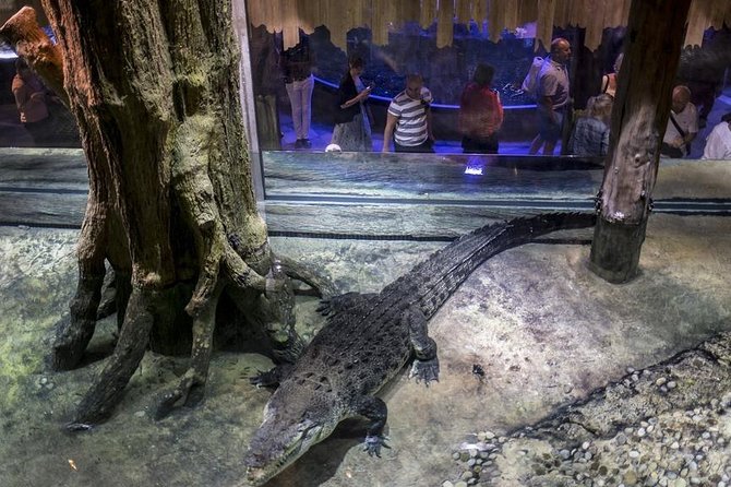 Dubai Aquarium + Penguin Cove Tickets With Transfers - Highlights of Penguin Cove