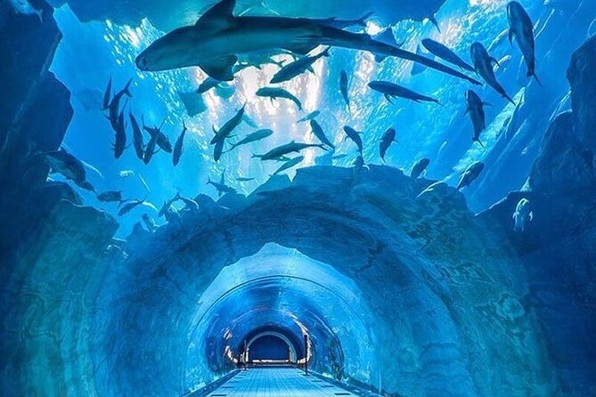 Dubai Aquarium & Under Water Zoo With Penguin Cove Option - Accessibility and Convenience