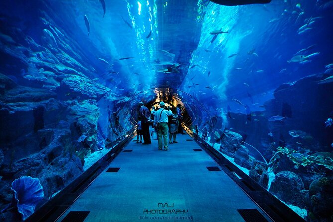 Dubai Aquarium & Underwater Zoo - Diverse Marine Life Showcase