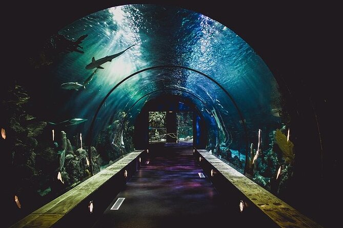 Dubai Aquarium With Optional Glass Bottom Boat Tour & Transfers - Customer Reviews